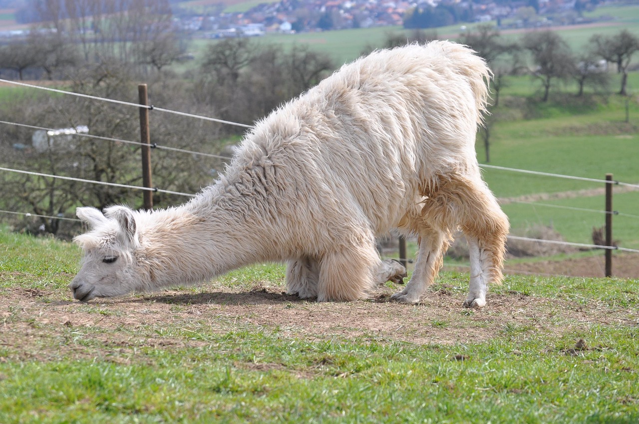 私人vx号买卖：许昌散白酒代理平台