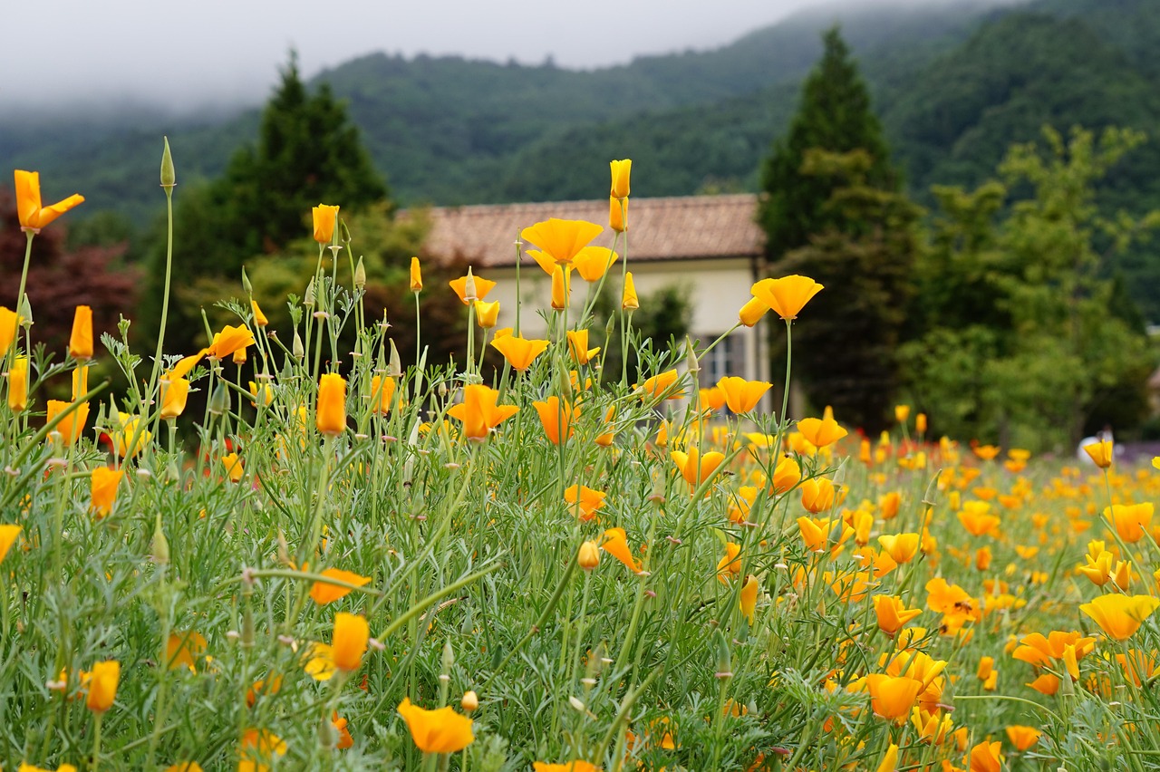 一拳超人：最强之男：怎么注册陌陌账号女生